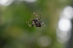 Araneus rotundulus