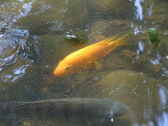 Amphilophus citrinellus