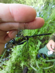 Somatochlora uchidai