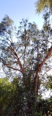 Eucalyptus gunnii