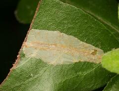 Phyllonorycter leucographella
