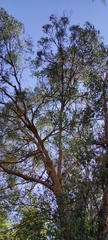 Eucalyptus gunnii