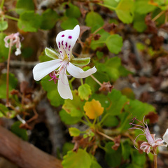 Pelargonium xerophyton