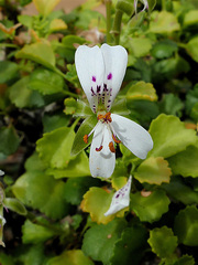 Pelargonium xerophyton