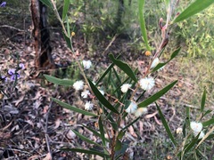 Acacia baeuerlenii