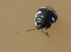 Tritomegas bicolor