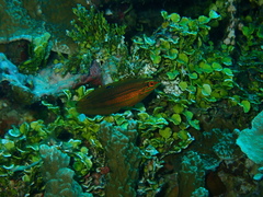 Halichoeres biocellatus