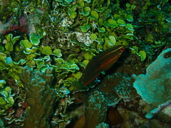 Halichoeres biocellatus