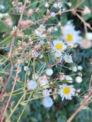 Poecilimon thoracicus