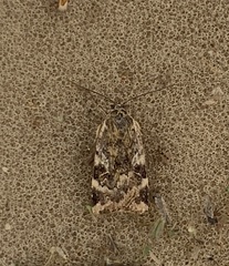 Cryptocala chardinyi