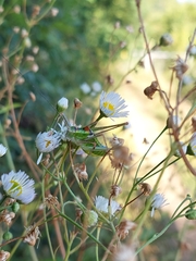 Poecilimon thoracicus