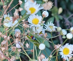 Poecilimon thoracicus