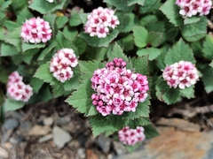 Spiraea morrisonicola