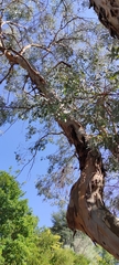 Eucalyptus gunnii