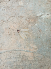 Termitoidae