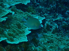 Pycnochromis amboinensis