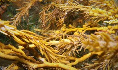 Stigmatopora narinosa