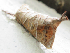 Clostera anastomosis