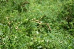Koenigia alpina