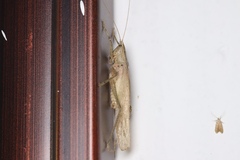 Palaeoagraecia ascenda