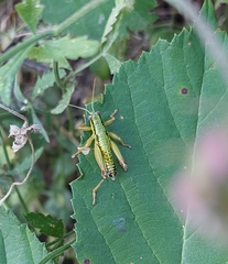 Micropodisma salamandra