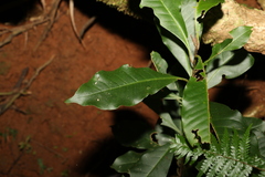 Quintinia sieberi