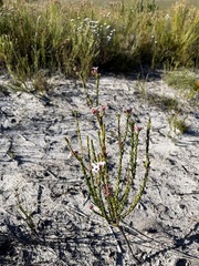 Adenandra odoratissima