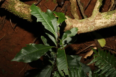 Quintinia sieberi