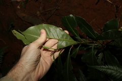 Quintinia sieberi