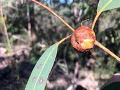 Eucalyptus planchoniana