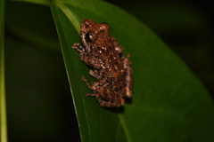 Pristimantis altamazonicus