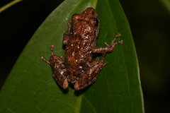 Pristimantis altamazonicus
