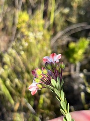 Adenandra odoratissima