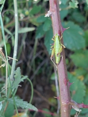 Micropodisma salamandra