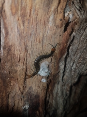 Cormocephalus westwoodi