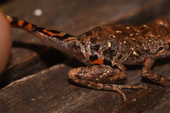 Pristimantis altamazonicus