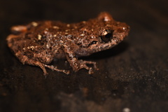 Pristimantis altamazonicus