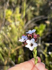 Adenandra odoratissima