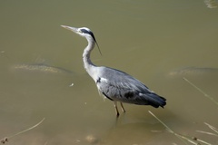 Ardea cinerea