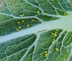 Aphis verbasci
