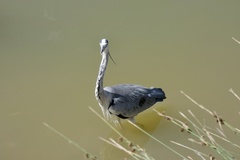 Ardea cinerea