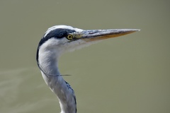 Ardea cinerea