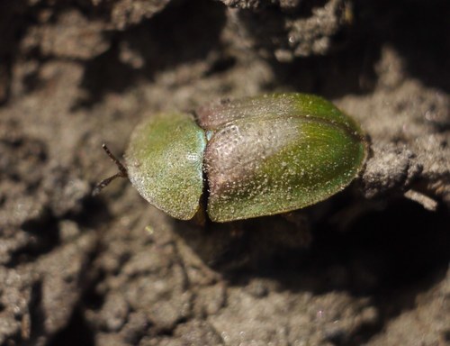 Cassida rufovirens
