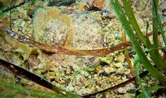 Stigmatopora narinosa