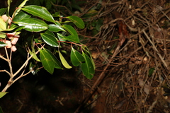 Syzygium crebrinerve