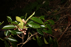 Syzygium crebrinerve