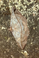 Anticarsia anisospila