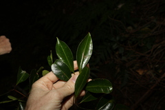 Syzygium crebrinerve