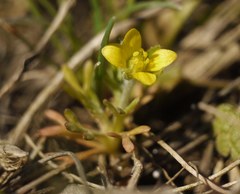 Ceratocephala falcata