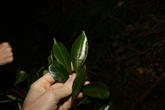 Syzygium crebrinerve